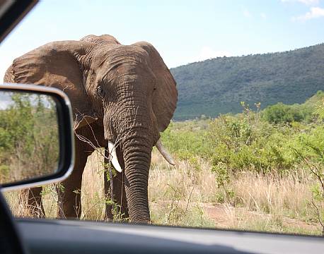 Pilanesberg og Sun City sydafrika africa tours