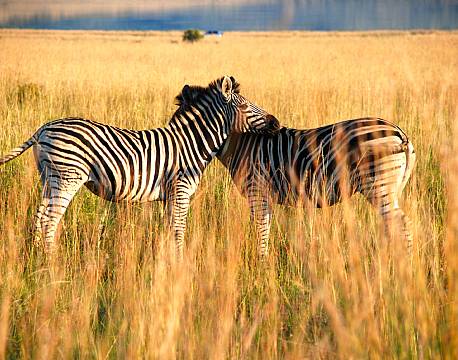 Pilanesberg og Sun City sydafrika africa tours