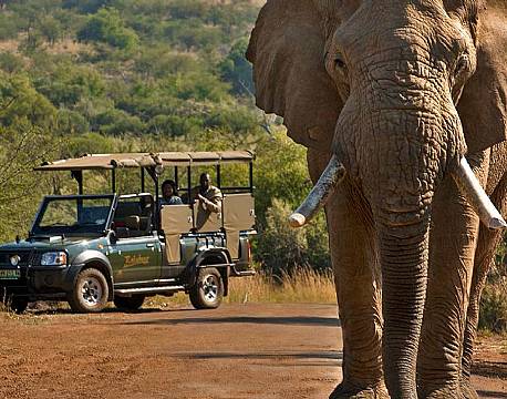 Pilanesberg og Sun City sydafrika africa tours