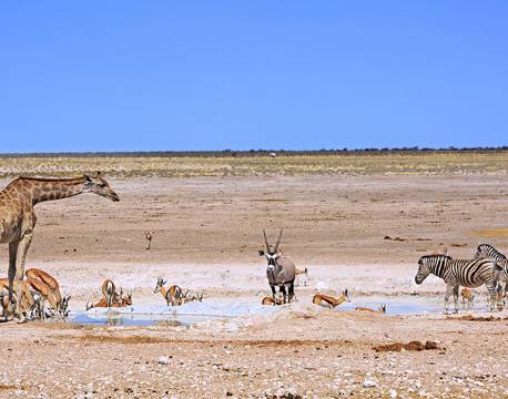 Etosha, Namibia africa tours