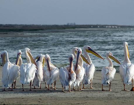 Pelikaner, Walvis Bay, Namibia africa tours