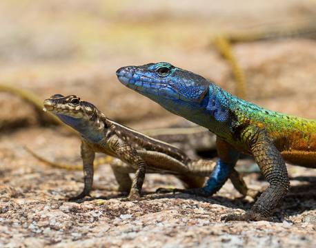 Matobos National Park Zimbabwe africa tours 