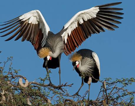 Krontrane, Hwange N.P, Zimbabwe africa tours