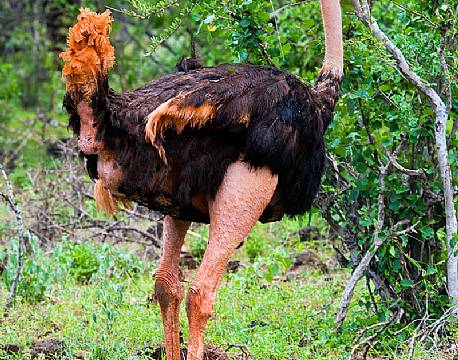 Tsavo Kenya africa tours