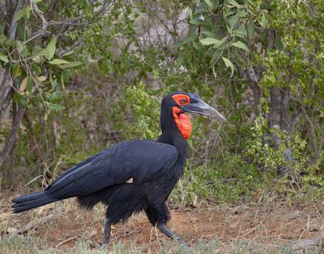 Tsavo Kenya africa tours