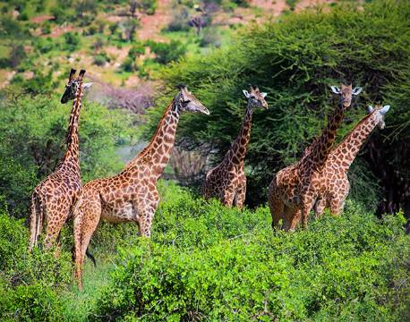Tsavo Kenya africa tours