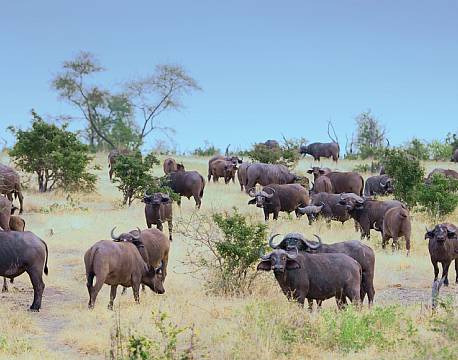 Nyerere vildreservat tanzania africa tours