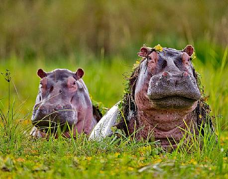 Nyerere vildreservat tanzania africa tours