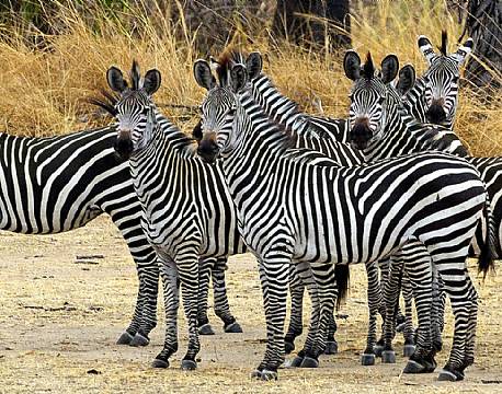 Nyerere vildreservat tanzania africa tours