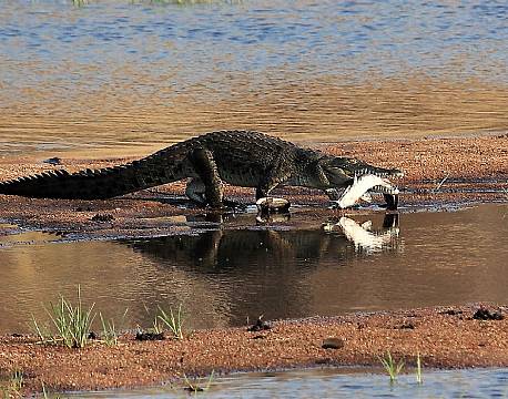 Ruaha N.P tanzania sydafrika africa tours