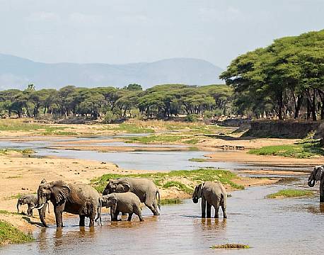 Ruaha N.P tanzania sydafrika africa tours