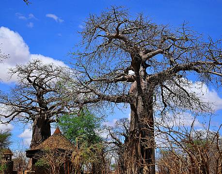 Mikumi np tanzania africa tours