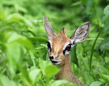 Mikumi np tanzania africa tours