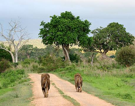 Mikumi np tanzania africa tours