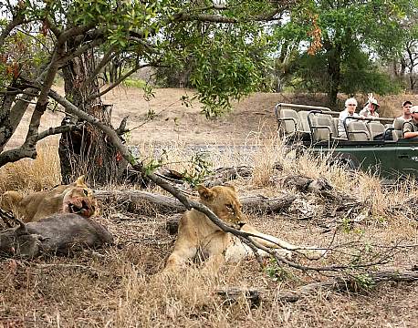 Klaserie Naturreservat sydafrika africa tours