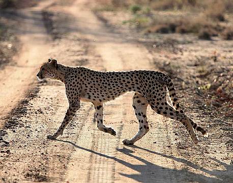 Klaserie Naturreservat sydafrika africa tours