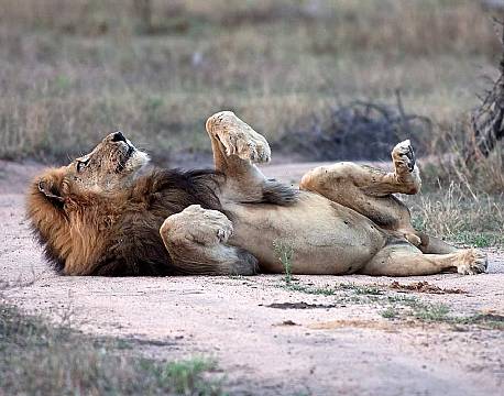 Klaserie Naturreservat sydafrika africa tours