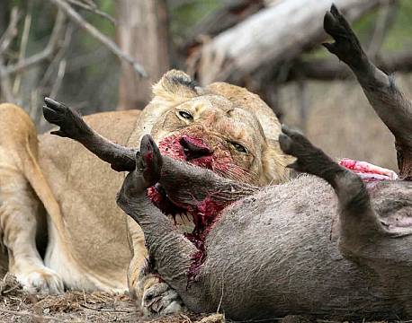 Klaserie Naturreservat sydafrika africa tours