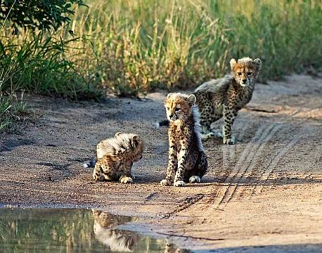 Klaserie Naturreservat sydafrika africa tours