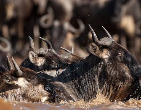 Migration, Masai Mara, Kenya africa tours