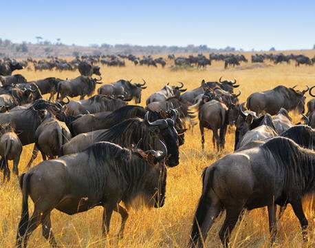 Migration, Masai Mara, Kenya africa tours