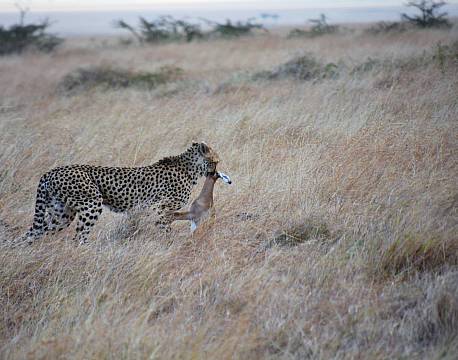 savannegepard med nedlagt bytte africa tours