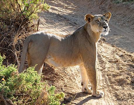 hunløve på vej africa tours