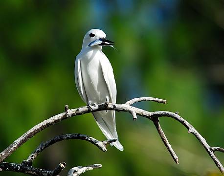 Seychellerne indiske ocean africa tours
