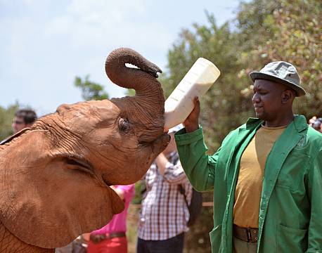 Besøg på elefantbørnehjemmet i Nairobi africa tours