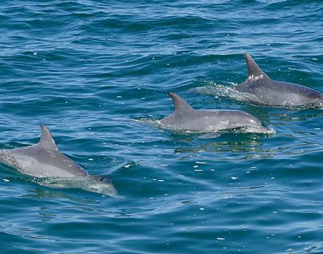 Hermanus Hval sydafrika africa tours