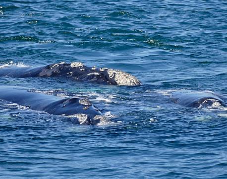 Hermanus Hval sydafrika africa tours