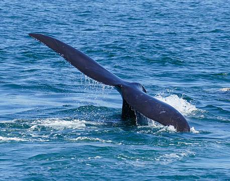 Hermanus Hval sydafrika africa tours