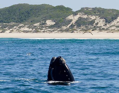 Hermanus Hval sydafrika africa tours