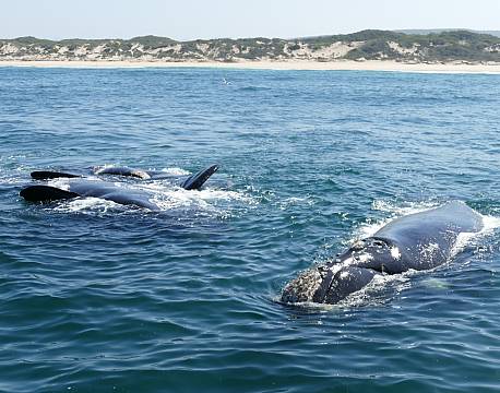 Hermanus Hval sydafrika africa tours