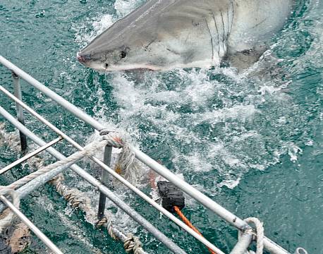 Mossel Bay Haj sydafrika africa tours