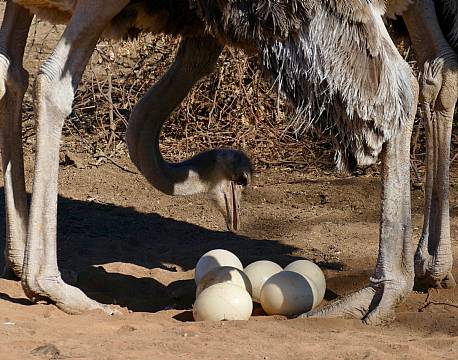 oudtshoorn strudse sydafrika africa tours