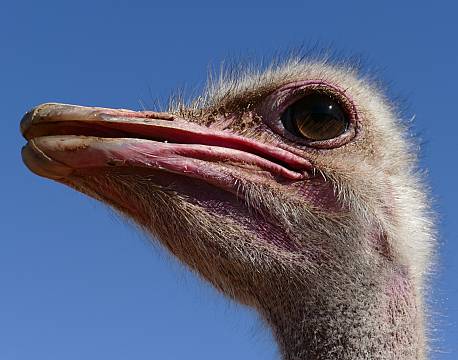 oudtshoorn strudse sydafrika africa tours