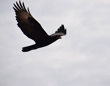 safari fugleliv africa tours