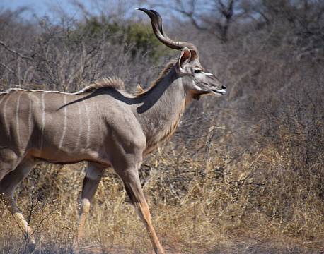 stor kudu safari africa tours