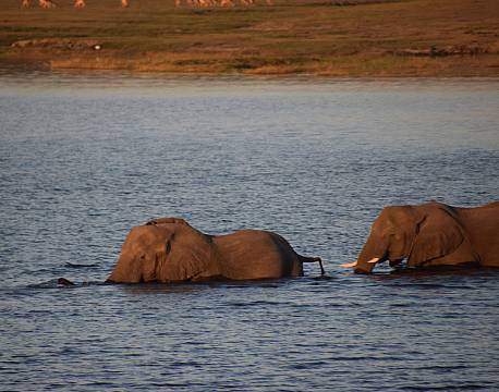 svømmende elefanter botswana africa tours