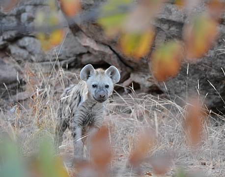 hyæneunge safari africa tours