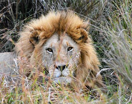 hanløve løvesafari africa tours