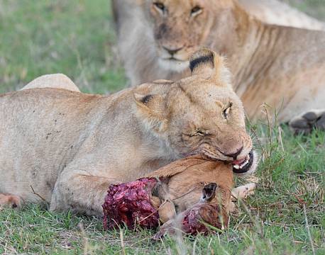 løve spiser nedlagt bytte africa tours