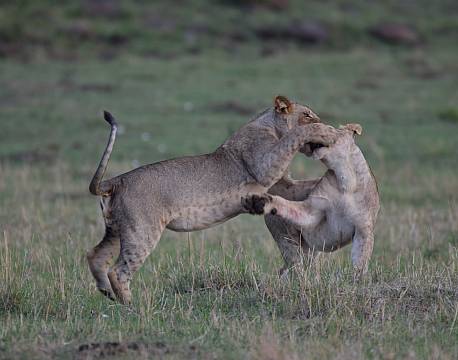 løver kæmper africa tours