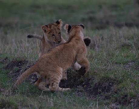 løveunger leger africa tours
