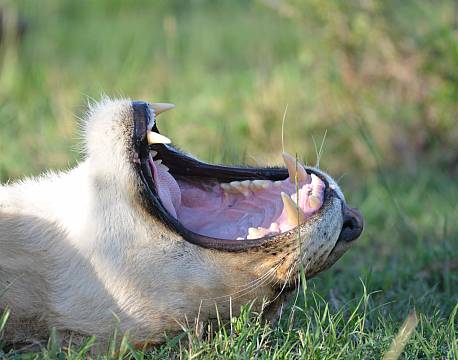 løvemund kenyasafari africa tours