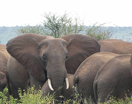 Tsavo Kenya africa tours