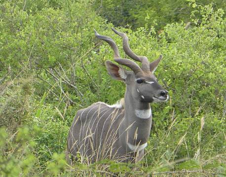 Tsavo Kenya africa tours