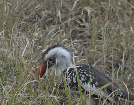 Tsavo Kenya africa tours