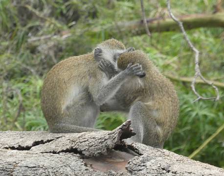 Tsavo Kenya africa tours